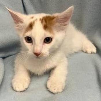 Pumpernickel -  Domestic Short Hair Cat for Adoption in Green Valley, Arizona - Pumpernickel | PetCurious