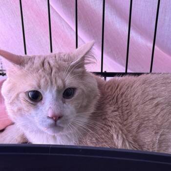 Sunshine -  Domestic Short Hair Cat for Adoption in Pittsford, Vermont - Sunshine | PetCurious