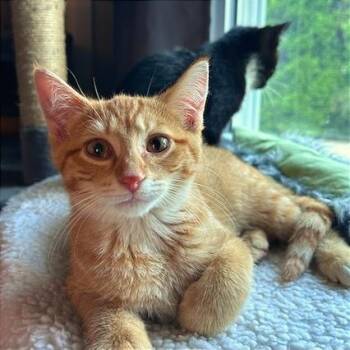 Dudley -  Domestic Short Hair Cat for Adoption in Green Bay, Wisconsin - Dudley | PetCurious