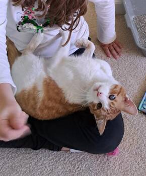 BEN -  Domestic Short Hair Cat for Adoption in Charlotte, North Carolina - BEN | PetCurious
