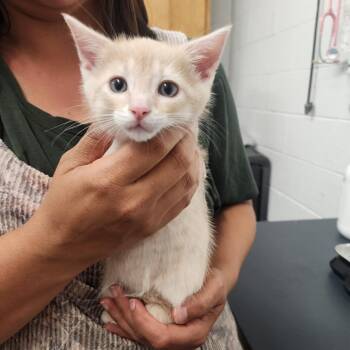 Fry -  Domestic Short Hair Cat for Adoption in Evensville, Tennessee - Fry | PetCurious