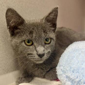 Grayson -  Domestic Short Hair Cat for Adoption in Atlanta, Georgia - Grayson | PetCurious