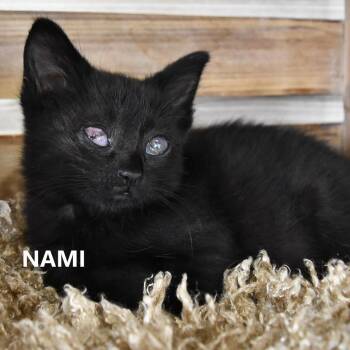 Nami -  Domestic Medium Hair Cat for Adoption in Yuma, Arizona - Nami | PetCurious