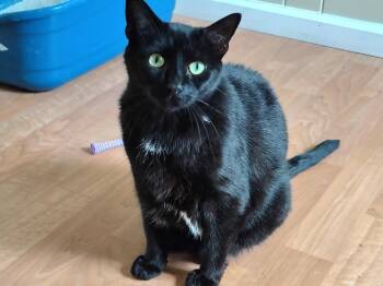 TT & Nittany -  Domestic Short Hair and Bombay Cat for Adoption in Montour Falls, New York - TT & Nittany | PetCurious