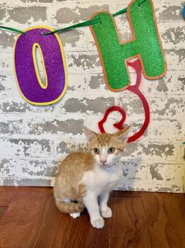 Bert -  Domestic Short Hair Cat for Adoption in San Tan Valley, Arizona - Bert | PetCurious