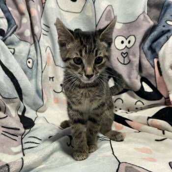 Zeratul -  Domestic Short Hair Cat for Adoption in Bentonville, Arkansas - Zeratul | PetCurious