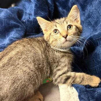 Vincent -  Domestic Short Hair Cat for Adoption in Goleta, California - Vincent | PetCurious