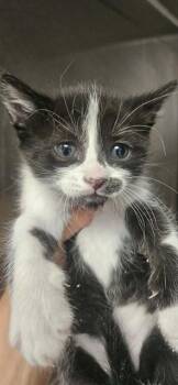 Domestic Short Hair Cats Available for Adoption in Albuquerque, New Mexico - DYLAN | PetCurious