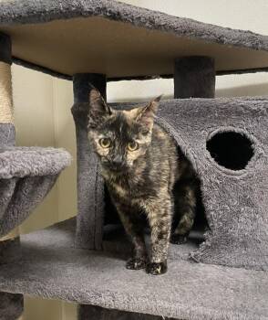Hannah -  Domestic Short Hair Cat for Adoption in Sandusky, Ohio - Hannah | PetCurious