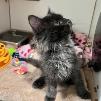 KONA -  Domestic Long Hair and Domestic Short Hair Cat Available for Adoption in Methuen, Massachusetts - KONA | PetCurious