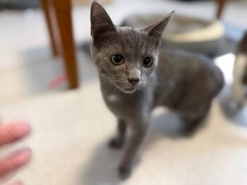 Ludo -  Domestic Short Hair Cat for Adoption in North Royalton, Ohio - Ludo | PetCurious