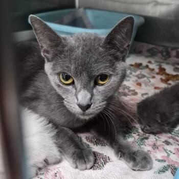 Nova -  Domestic Short Hair Cat for Adoption in Ardmore, Oklahoma - Nova | PetCurious