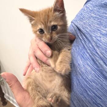 Elveira -  Domestic Short Hair Cat for Adoption in Fredericksburg, Virginia - Elveira | PetCurious