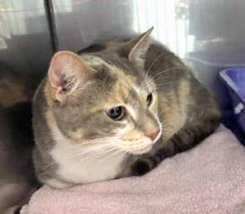 Rosie Posie -  Domestic Short Hair Cat for Adoption in Fishers, Indiana - Rosie Posie | PetCurious