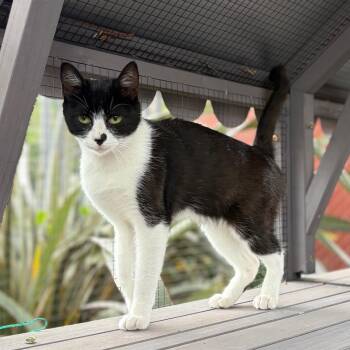 Winona -  Domestic Short Hair Cat for Adoption in San Pablo, California - Winona | PetCurious