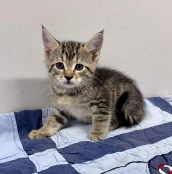 Potato Salad -  Domestic Short Hair Cat for Adoption in Watkinsville, Georgia - Potato Salad | PetCurious