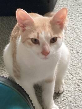 Luka -  Domestic Short Hair Cat for Adoption in Gaithersburg, Maryland - Luka | PetCurious