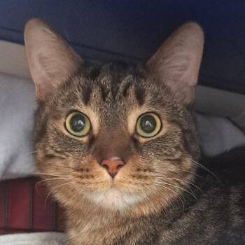 Eric Andre 3000 -  Domestic Short Hair Cat for Adoption in Chicago, Illinois - Eric Andre 3000 | PetCurious