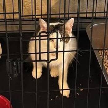 Salsa -  Domestic Short Hair Cat for Adoption in Huntington, West Virginia - Salsa | PetCurious