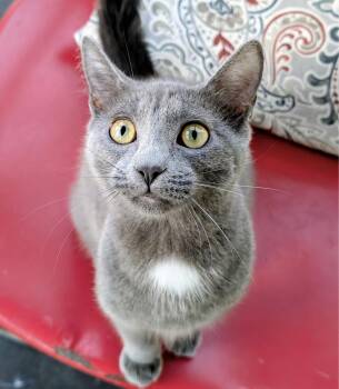 Angelina Ballerina -  Domestic Short Hair Cat Available for Adoption in Alexandria, Virginia - Angelina Ballerina | PetCurious