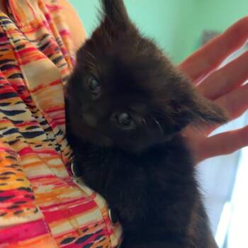 Domestic Medium Hair Cats Available for Adoption in Henderson, Kentucky - Sabrina | PetCurious