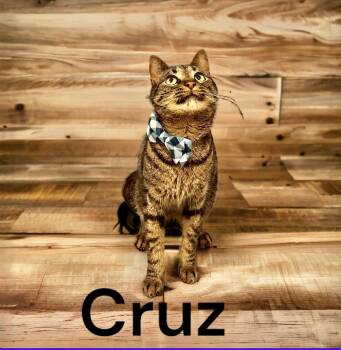 Rescue Tabby and Tiger Cats for Adoption in Dickinson, Texas - Cruz | PetCurious