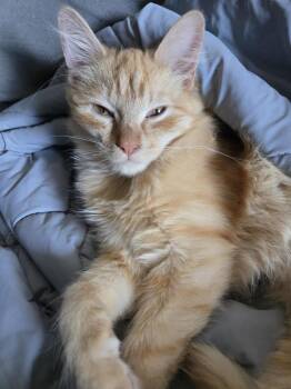 Tabby and Domestic Medium Hair Cats Available for Adoption - Bobby Bundle | PetCurious
