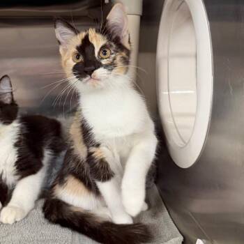Candice (Bonded w/ Phineas) -  Domestic Short Hair Cat for Adoption - Candice (Bonded W/ Phineas) | PetCurious