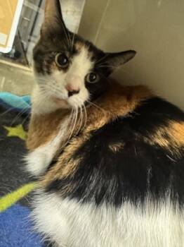 Rescue Domestic Short Hair Cats for Adoption in Carrollton, Texas - Pip | PetCurious