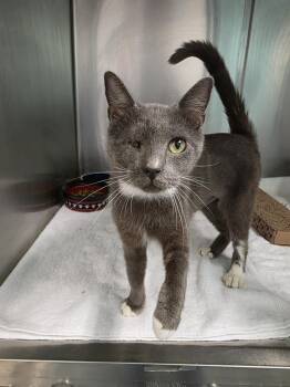 Rescue Domestic Short Hair Cats for Adoption in Umatilla, Florida - Socket | PetCurious