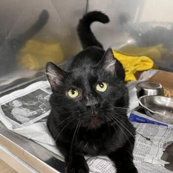 Domestic Short Hair Cats Available for Adoption - Captain Meatball | PetCurious