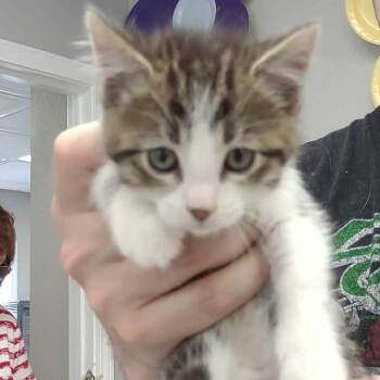 Domestic Short Hair Cats Available for Adoption in Hannibal, Missouri - Vesper | PetCurious