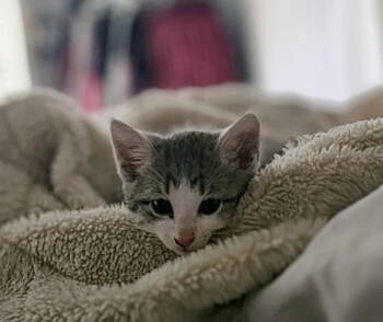 Rescue Domestic Short Hair and Tabby Cats for Adoption in Morehead, Kentucky - Wilson YOUNG GREY TABBY MALE | PetCurious