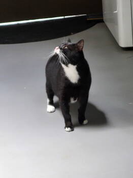 Rescue Domestic Short Hair Cats for Adoption in Ellijay, Georgia - Bubs | PetCurious