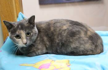 Mimi -  Dilute Tortoiseshell Cat for Adoption in Portage, Wisconsin - Mimi | PetCurious