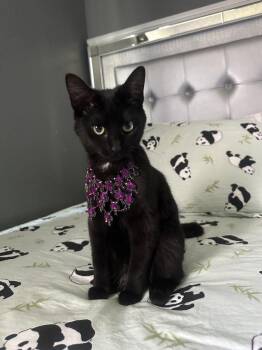 Bombay Cats Available for Adoption - Molly  | PetCurious