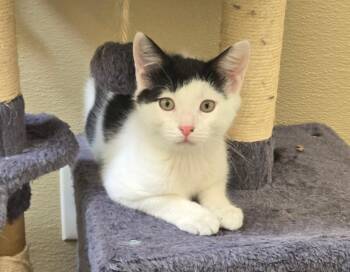 Drake -  Domestic Short Hair Cat for Adoption in New Rochelle, New York - Drake | PetCurious