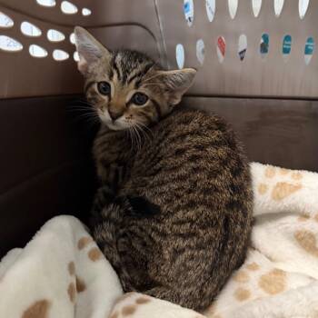 King -  Domestic Short Hair Cat for Adoption in Mankato, Minnesota - King | PetCurious