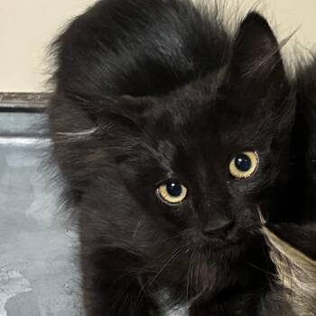 Pan -  Domestic Medium Hair Cat for Adoption in Layton, Utah - Pan | PetCurious