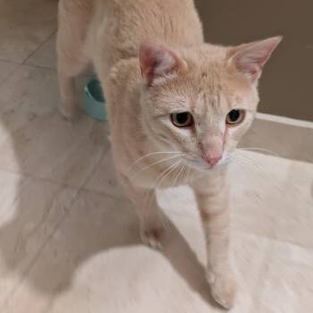 Jade *Meet me at Richfield Petsmart* -  Domestic Short Hair Cat for Adoption in Buffalo, Minnesota - Jade *Meet Me At Richfield Petsmart* | PetCurious