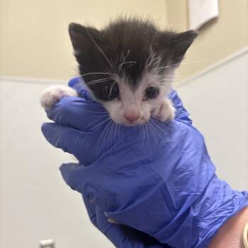 Mr. Big -  Domestic Short Hair Cat for Adoption in Tulsa, Oklahoma - Mr. Big | PetCurious