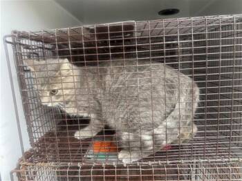 Domestic Short Hair Cats Available for Adoption - A651439 | PetCurious