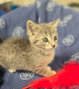 Rescue Domestic Short Hair Cats for Adoption in Yankton, South Dakota - Jingle Bell | PetCurious