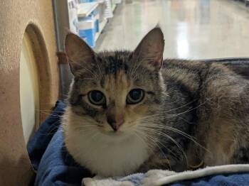Domestic Short Hair Cats Available for Adoption - Sunshine | PetCurious