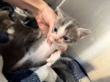 Claudius -  Domestic Short Hair Cat for Adoption in North Richland Hills, Texas - Claudius | PetCurious