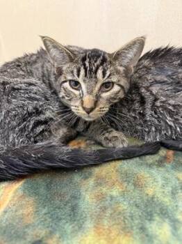 Goose -  Domestic Short Hair Cat for Adoption in Pequot Lakes, Minnesota - Goose | PetCurious