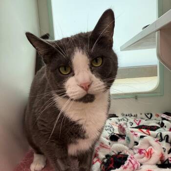 Tippy -  Domestic Short Hair Cat for Adoption in Branford, Connecticut - Tippy | PetCurious