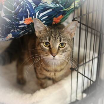 Rescue Exotic Shorthair Cats for Adoption in St. Augustine, Florida - Sugar | PetCurious