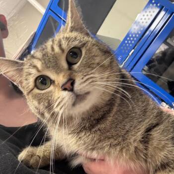 Domestic Short Hair Cats Available for Adoption - Fenley -031303U | PetCurious