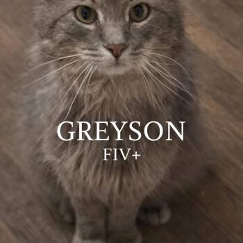 Domestic Long Hair Cats Available for Adoption in Lancaster, Ohio - Greyson | PetCurious
